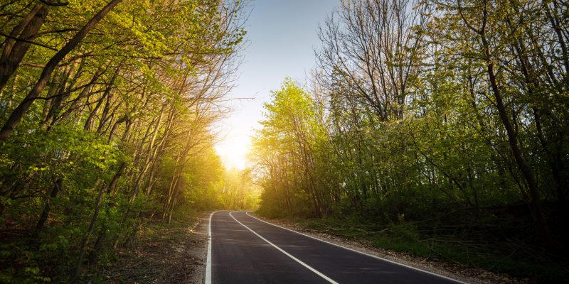 Asphalt road in green forest